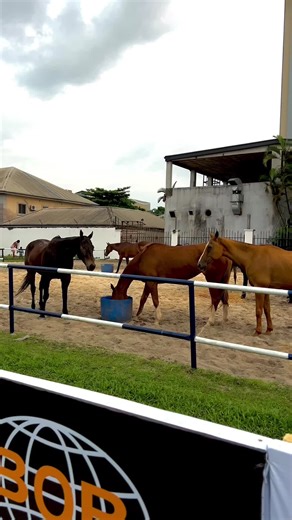 Exciting Polo Club Tournament Highlights 2026