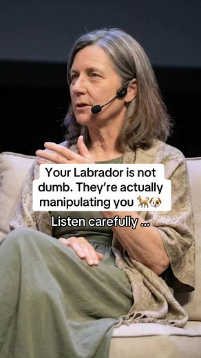 Understanding Your Labrador: Clever Dogs or Manipulators?