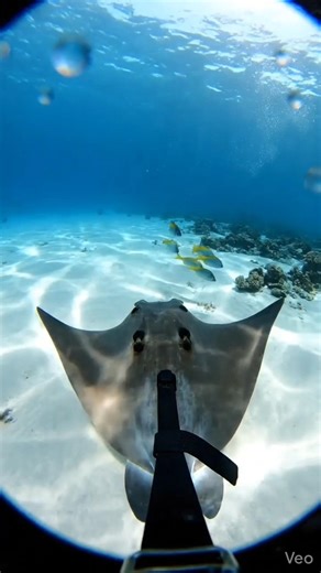 Eagle Ray POV 🐟 Reveals a Hidden Structure Beneath the Sand!