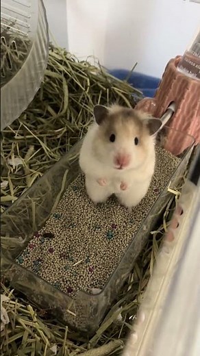 Hamster Love | Turned into a chubby hamster!