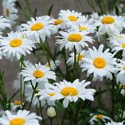 White Shasta Daisy Seeds For Planting | Perennial Chrysanthemum Seed