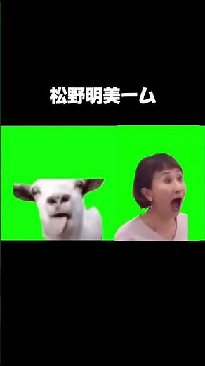 松野明美ーム #猫ミーム#水曜日のダウンタウン #松野明美 #南国の鳥