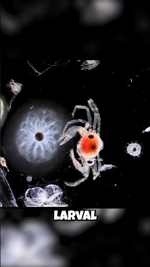 Plankton: They're a SECRET Universe?! 🌌