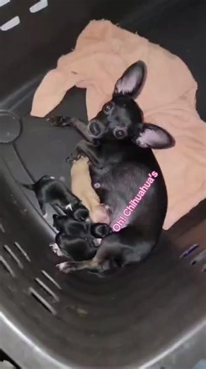 Oh! chihuahua’s on TikTok