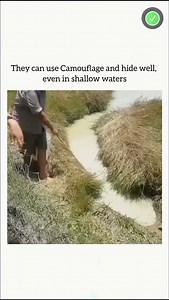 8.3K views · 453 reactions | Credit to @how_.its_.done Crocodiles use camouflage in shallow waters by blending with their surroundings. Their dark, scaly skin mimics the muddy or rocky riverbeds, making them difficult to spot. They often lie motionless, with only their eyes and nostrils above the water, further reducing their visibility. This camouflage technique helps them ambush unsuspecting prey. For more waterski content visit BallOfSpray.com | BallOfSpray.com | Facebook