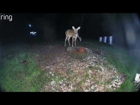 Deer Licks Salt Block… Then Gets Thirsty | Backyard Wildlife Cam