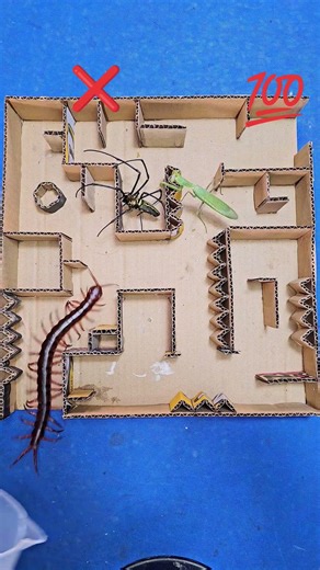 "Escape or Die: Mantis vs Spider vs Centipede Maze Challenge!"