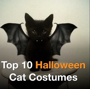 44K views · 368 reactions | Top 10 Halloween Cat Costumes    | UpVee | Facebook