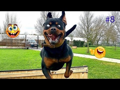 I Can’t Stop Laughing at These Hilarious Dogs 😂 Funny Dog Moments 2025 #8