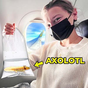 This Axolotl Flew on an Airplane ✈️🤯 | Aquarium Info