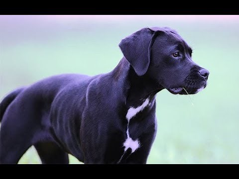 Labrador + Boxer = Boxador