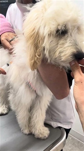 狂犬病注射で病院へ！良い子すぎて何も起きなかったセシル😂💉🐾