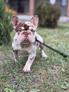 23 reactions | Sun + grass + puppy = travelling #puppy#puppylove#puppylife #happypuppy #dogvideo #doglover #cutedog #dogsoftiktok #dogsofinstagram #petlovers #puppyvibes #puppyvideos #dogoftheday#puppytravel#grassrun | Alex Kovalenko | Facebook