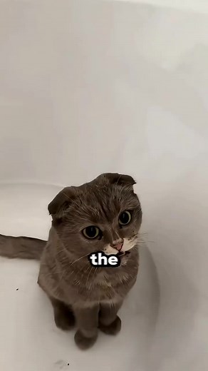 This Cat Change Color! #cat #contentmonetizationbeta #fypシ゚viralシfypシ゚viralシalシ #reelsvideoシ #reelstrending #instreamadsmonetization #reelsfacebook #trendingreelsvideo #reelschallengereelschallenge #fyoupageシ | 𝙝𝙖𝞺𝞺𝙞𝙣𝙣𝗲𝙨𝙨