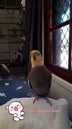 Monty The Naughty Cockatiel laughing at his Daddy's jokes. 😂🧡