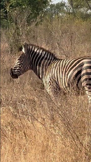 Wild Safari Zebra Pooping