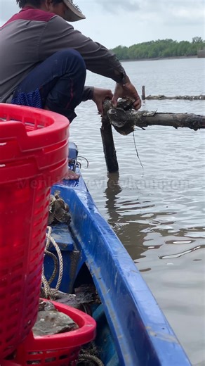 Khám Phá Các Địa Điểm Con Hàu Bám