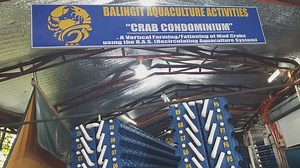 A QUICK VIDEO TOUR OF OUR "CRAB CONDOMINIUM" (R.A.S.) SET UP. -Vertical Fattening/Softshell Production of Mud Crab -Harvest every 2 to 4 weeks -From Water-crab (less meat crab) into a Full-meat/fat/egg crab -Flood Free -Pollution Free -Cannibalism Free -Controlled and Monitored Farming/Harvest system God Bless! 😃 | Philippine Crab Aquaculture - RAS