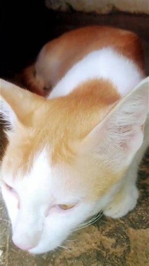 cute cat lovely moments😻 lovely mood🐈#cat videos #trending#shorts#viral #animal