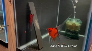 58 reactions | Koi Pair #3084 For more info: https://angelsplus.com/collections/breeding-pairs/products/breeding-pair-koi-angelfish-3084 | Angels Plus | Facebook