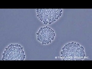 Growth of MRSA -メチシリン耐性黄色ブドウ球菌の増殖-