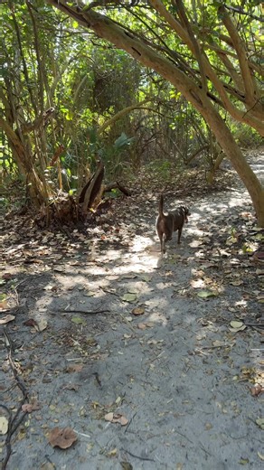 Enjoying Outdoor Adventures with Beretta the Labrador