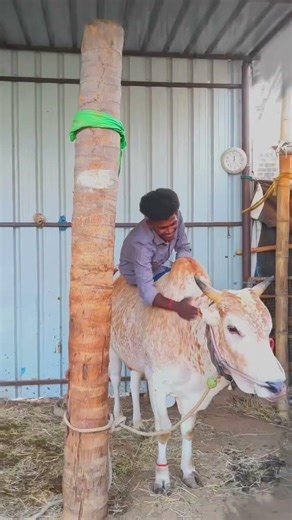 𝐘𝐞𝐧 𝐓𝐡𝐚𝐧𝐠𝐚 𝐩𝐢𝐥𝐥𝐚 😘😍🤌 #jallikattu #cow #bull #independenceday #love #thalapathy #animals #varuval