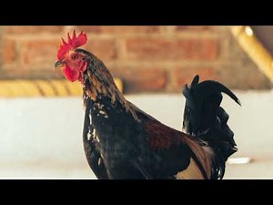 Laughing Chicken sound effect|Ayam ketawa