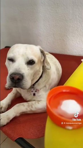 Bright, Healthy Smile: Discover How to Make Homemade Toothpaste for Your Dog