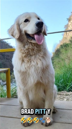 DOKI🐾 😍🐕#lovepets #youtubeshorts #funnyvideo #youtube #shorts #animals