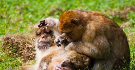Monkey Grooming Study Suggests Humans Aren't the Only ASMR Lovers
