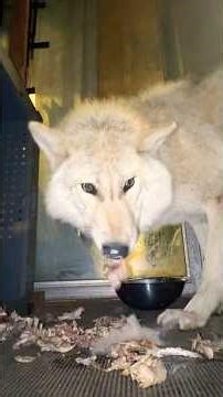What do wolves eat on Thanksgiving? (part 1)