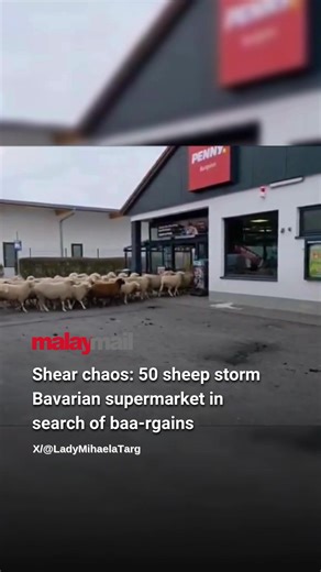Shoppers in a Bavarian town were left stunned this week when some 50 sheep wandered into a Penny supermarket, browsing the aisles and checking out the displays for nearly 20 minutes. DW reported that the animals had strayed from their flock before entering the store in Burgsinn, southern Germany, leaving staff scrambling to restore order. Store manager Jürgen Kippes told Augsburger Allgemeine he initially thought it was a prank. “I’ve never experienced anything like this before. I thought we wer