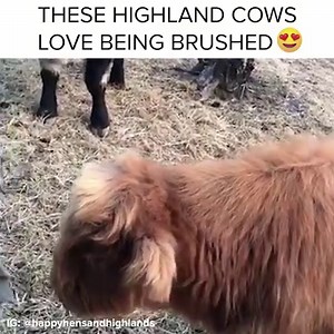 5.8M views · 120K reactions | These fluffy cows love getting brushed  | BuzzFeed Animals | Facebook