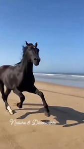 Formidable, admirable, merveilleux,majestueux grandiose... Nature & Découverte 🐎 | Nature & Découverte