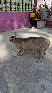 92K views · 1.5K reactions | Mumma cat thought rabbit is a danger #cat #kitten #catmom #rabbit #catvsrabbit | Andaman Baby | Facebook