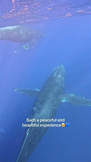 Humpback Whales Underwater on Maui