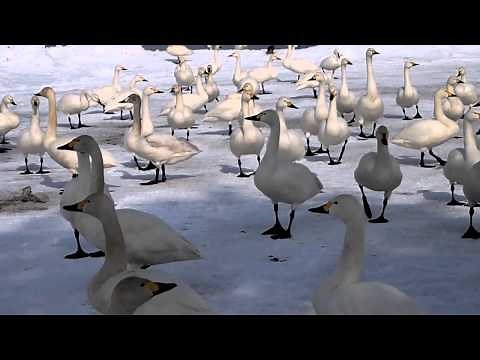 白鳥の鳴き声