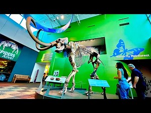 Florida Museum & Butterfly Rainforest | The Ultimate Guide!