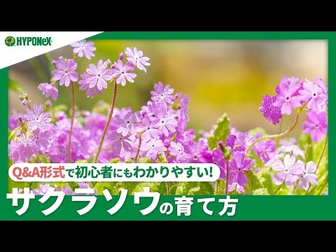 ☘176: How to grow primroses | How to survive the summer? Also introducing watering, fertilizer, a...