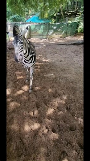 Happy International Zebra Day! 🦓 International Zebra Day is celebrated annually on the last day of January. This day highlights the 3 species of Zebra - The Grevy's zebra, the Plains zebra and the Mountain zebra.This day also raises awareness about the threats faced by wild zebras and conservation practices required to help maintain healthy zebra populations. Zebras, known for their unique black and white striped patterns, are popular animals often featured in movies, stories, cartoons and illu