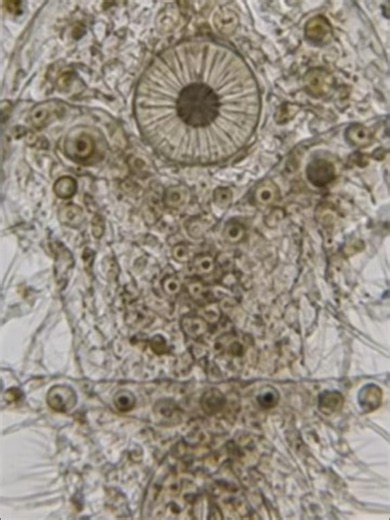 CEPAS HERODES ..Cada vez que lo miro… podría jurar que me susurra. Es una bacteria con ojo. Sí, escucharon bien: con ojos. A pesar de ser microscópica, hay algo en ella que no se siente natural. Cada vez que la observo… siento que también me está observando. Y su forma… Su peculiar forma… Me da miedo decirlo, pero no encuentro otra manera de describirla. Esa cosa… sin duda… NUEVO AVANECE DEL JUEGO EXPEDIENTE HERODES , PROXIMAMENTE POR #STEAM #ANGELES tiene forma de ángel. #EXPEDIENTEHERODES