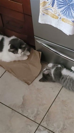 Jiminy getting to know kitten Cookie!