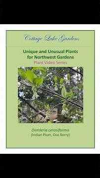 Oemleria cerasiformis (Indian Plum or Oso Berry) #garden #plants #gardentips #spring #gardening