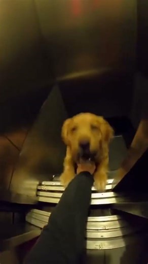 Elevator Stuck Between Floors — Then We Heard Barking 🐶💕 #shorts