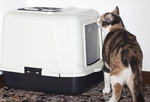 6 Reasons Your Cat Is Peeing Outside the Litter Box and How To Stop It | PetMD