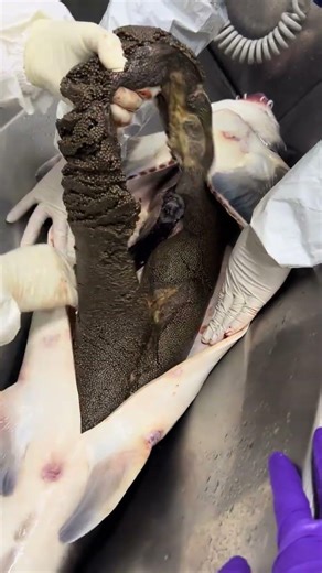 Ultimate Filet skill - Experienced more than 10 years of slicing fish #fish #fishegg #eggs