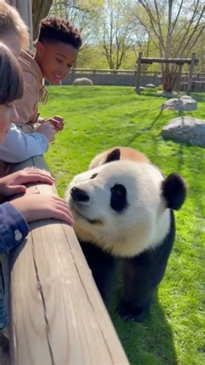 🐼 Panda Picks HIM 😳 | Cutest Zoo Moment