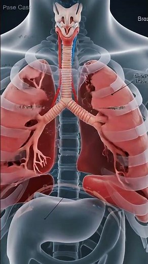 Discover what really happens inside your lungs every time you breathe! 🫁