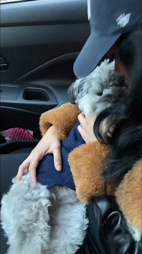 Explore the Life of a Fluffy Dog: Love and Care